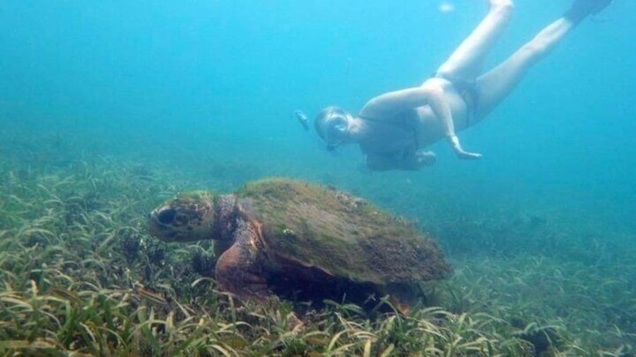 Private Snorkeling and Sightseeing Tour of Antigua
