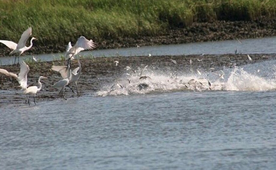 Show item 5 of 5. Dolphin Eco Tour
