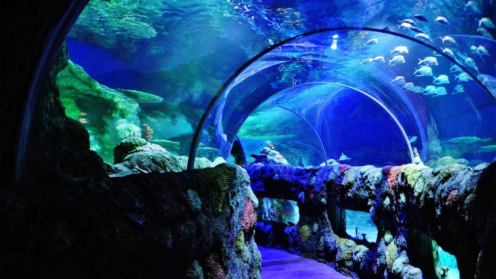 Underwater tunnel with colorful fish at the Sea Life aquarium in Charlotte