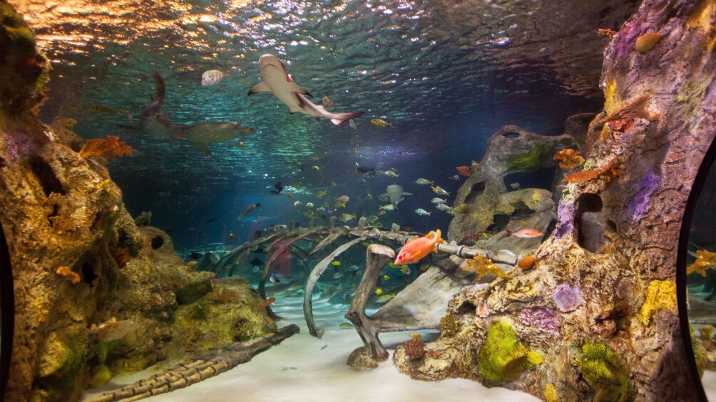 Sharks and colorful fish swimming in a tank at the Sea life aquarium in Dallas