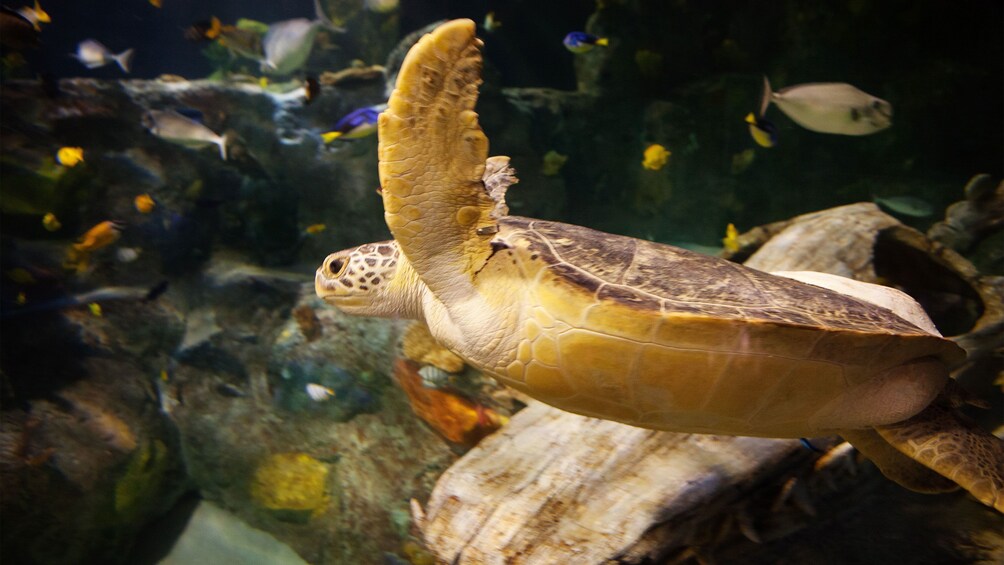 Seat turtle at the Sea life aquarium in Dallas