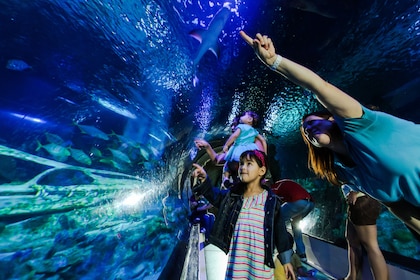 海洋生物水族館 (堪薩斯城)