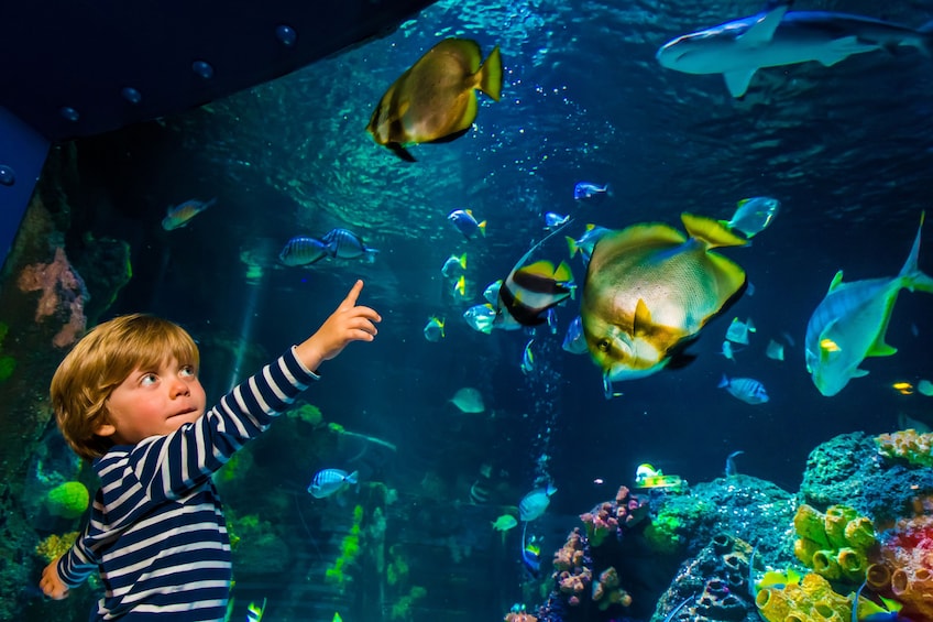 SEA LIFE Michigan Aquarium