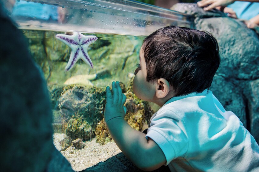 SEA LIFE at Mall of America
