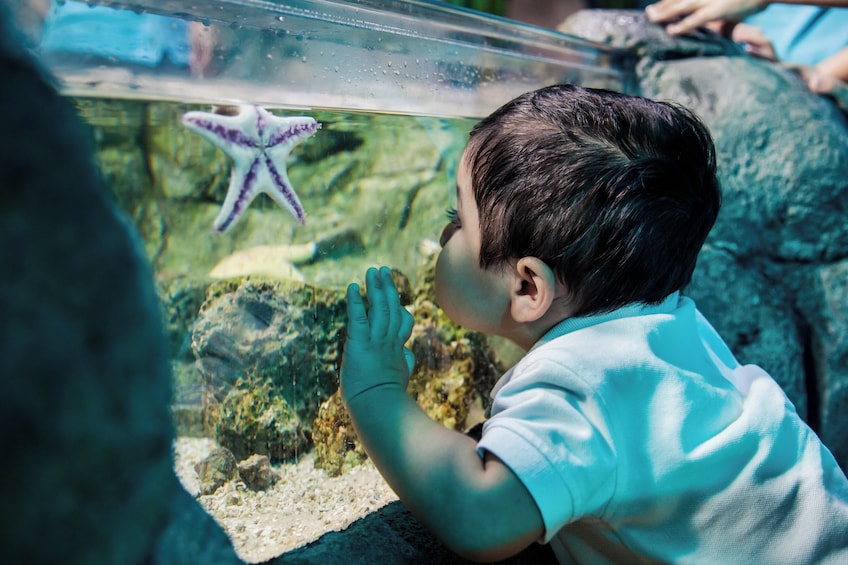 SEA LIFE at Mall of America