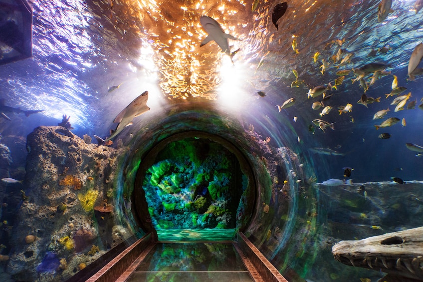 SEA LIFE at Mall of America