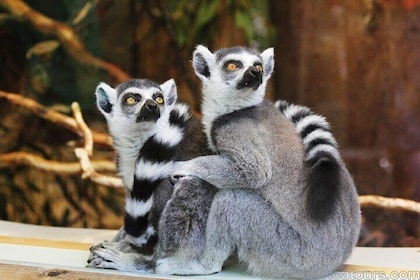 Madagascar Wildlife Tour 14D/13N