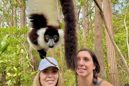 Madagascar Wildlife Tour 14D/13N