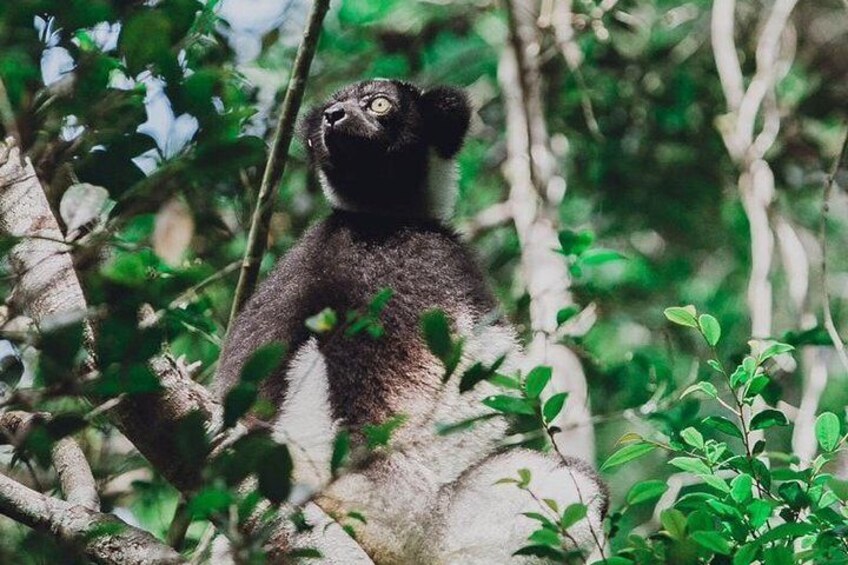 Madagascar Classic Tour 10D/9N ( Comfort)