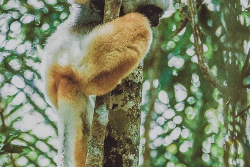 Madagascar Classic Tour 10D/9N ( Comfort)