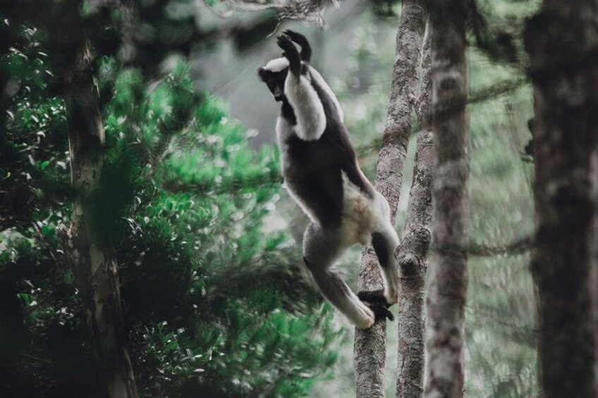 Madagascar Classic Tour 10D/9N ( Comfort)