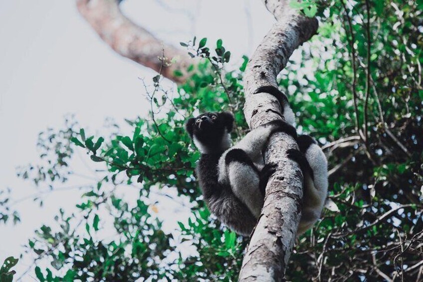 Madagascar Classic Tour 10D/9N ( Comfort)
