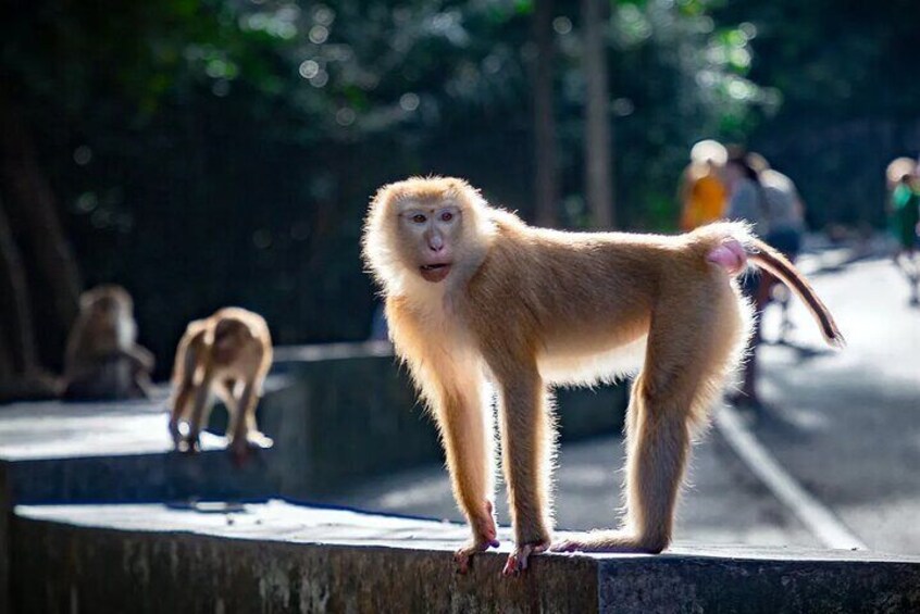 Marvel at the captivating views from the Khao Rang Hill Viewpoint, commonly known as Monkey Hill.