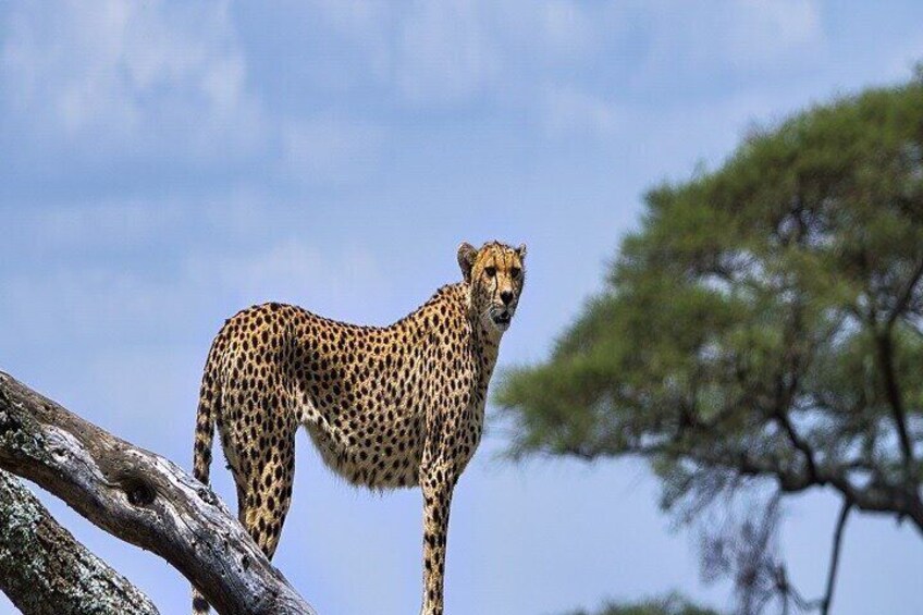 Best 1 Day Serengeti Safari From Mwanza