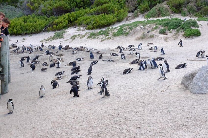 Private Tour : Table Mountain and Penguins with Cape of Good Hope