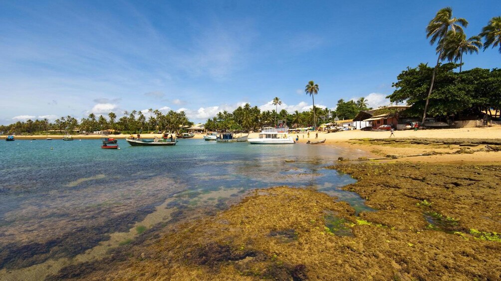 Praia Do Forte And Guarajuba Beach Tour