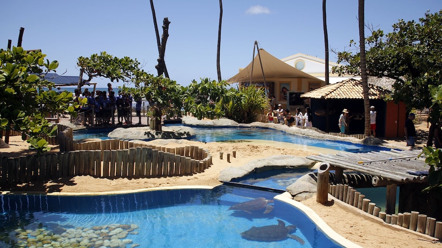 Praia Do Forte and Guarajuba Beach Tour
