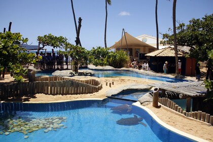 Visite de Praia Do Forte et de la plage de Guarajuba