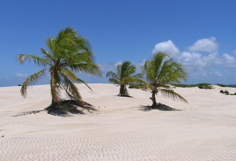 Mangue Seco Day Trip: Boat Ride, Sand Dunes and Swimming
