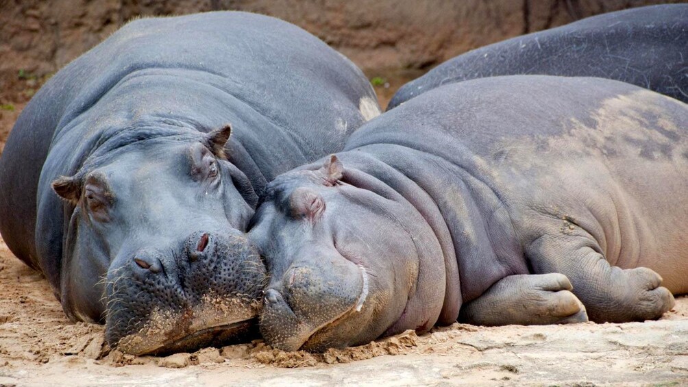 Two hippopotamuses cuddling next to each other at the Temaikèn Zoo in Buenos Aires 