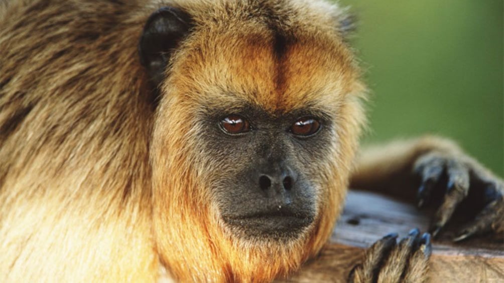 Close view of a monkey at the Temaikèn Zoo in Buenos Aires