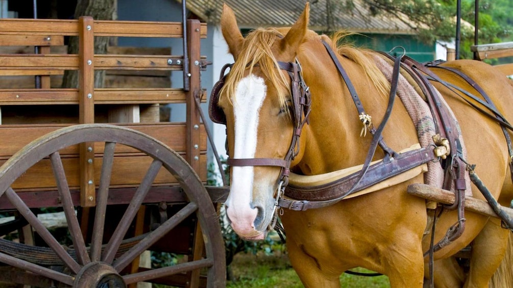 Cargar ítem 1 de 9. Close view of a horse at the Estancia Santa Susana in Buenos Aires