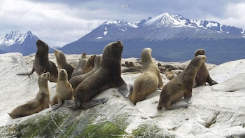 Catamaran Voyage to Seal, Bird & Penguin Islands