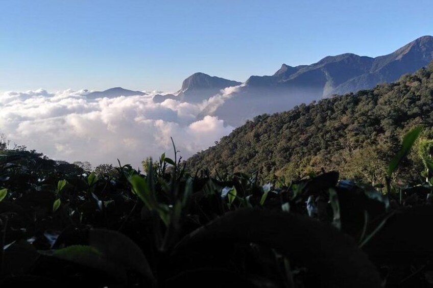 Half Day Tour to Watch Sunrise on Top Station, Munnar 