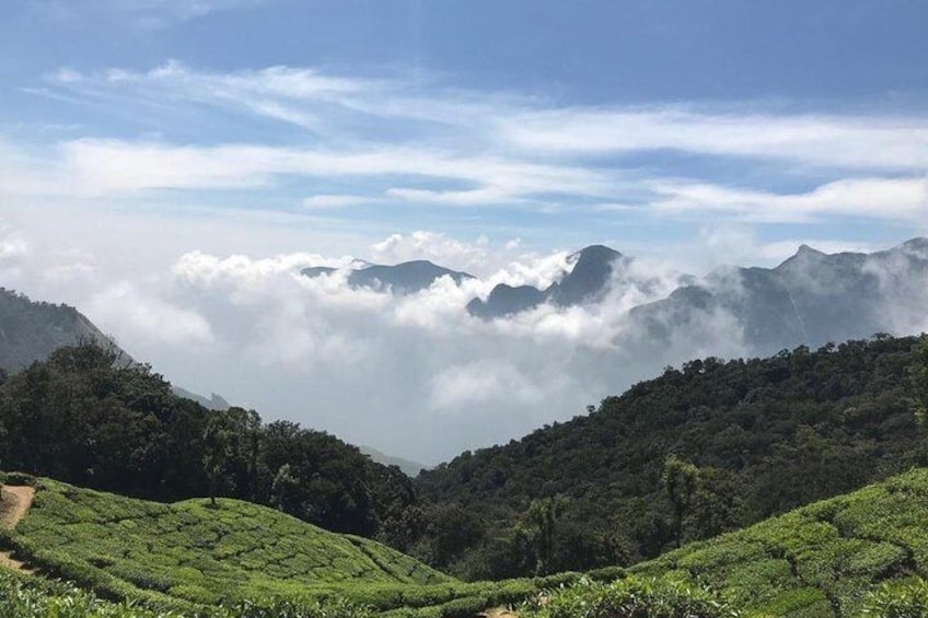 Half Day Tour to Watch Sunrise on Top Station, Munnar