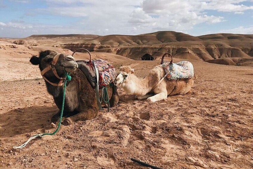 Atlas Mountains, Imlil valley, waterfalls, & Camel ride Day trip from Marrakech