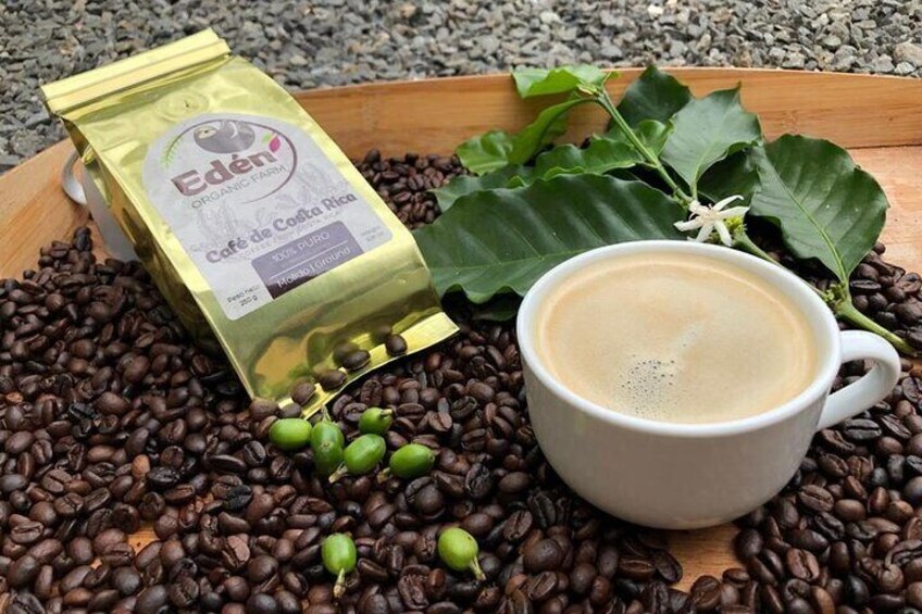 Eden Mocca Tour