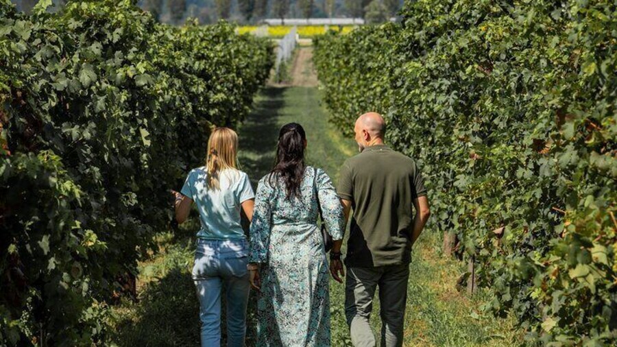 From Padua, Wine Tour in the Euganean Hills