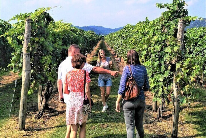 From Padua, Wine Tour in the Euganean Hills