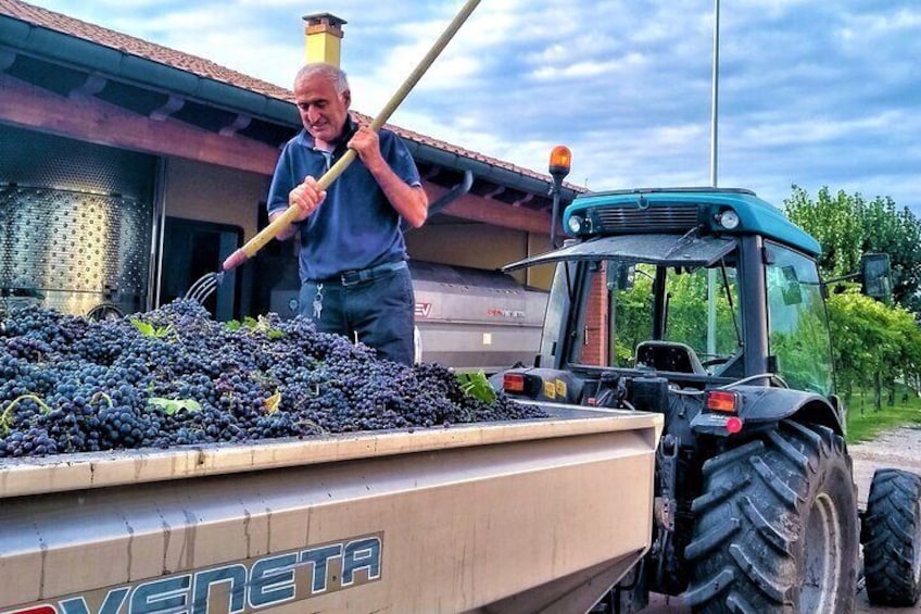 From Padua, Wine Tour in the Euganean Hills