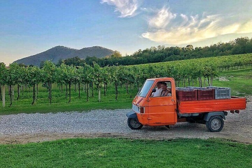 From Padua, Wine Tour in the Euganean Hills