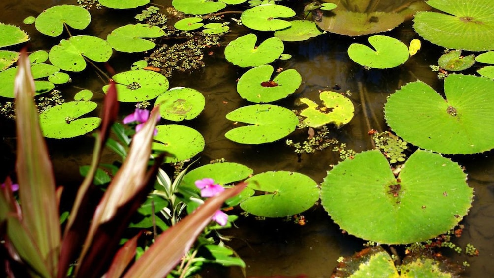 Victoria Lilies in the Lago Frei Leandro Pond in the Botanical Garden in Rio de Janeiro