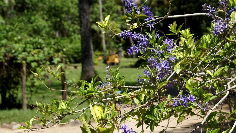 Purple flowering tree at the Botanical Garden in Rio de Janeiro