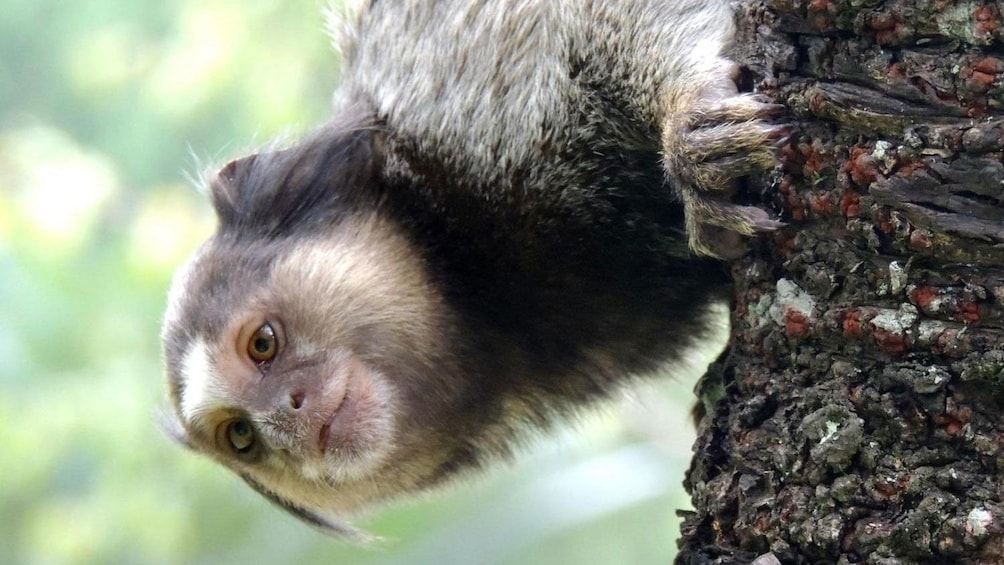 Marmoset monkey in a tree at the Botanical Garden in Rio de Janeiro