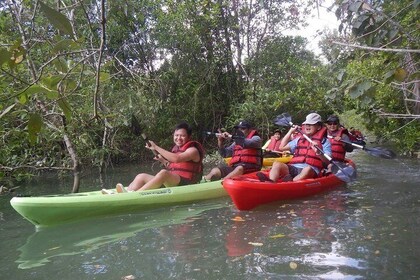Mangrove Kayaking Adventure