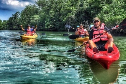 Mangrove kajakpaddling i Singapore