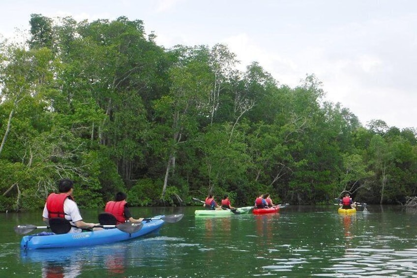 Mangrove Kayaking Adventure