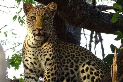 Chobe Day Trip -Botswana