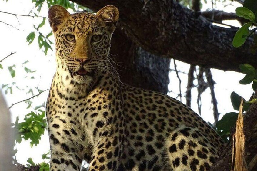 Chobe Day Trip -Botswana