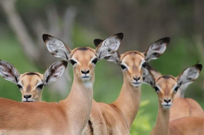 Chobe Day Trip -Botswana