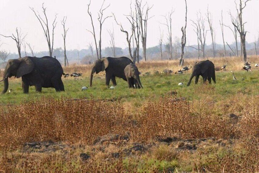 Chobe Day Trip -Botswana