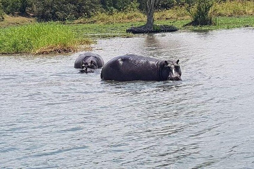 Chobe Day Trip -Botswana