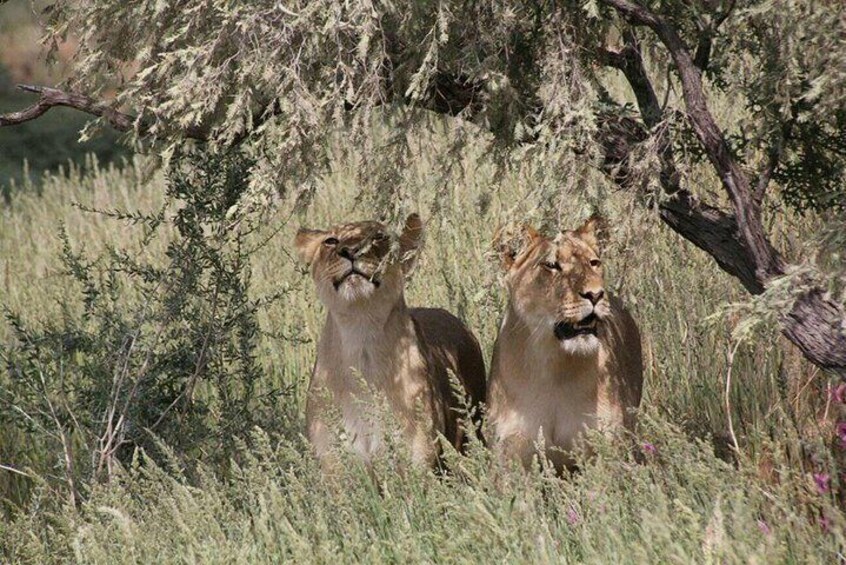 Chobe Day Trip -Botswana
