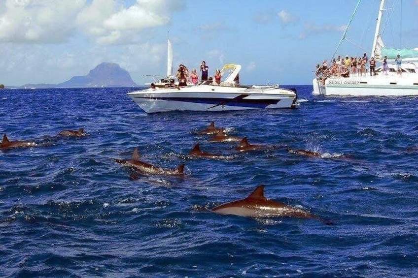 Dolphin Encounters, Ile aux Benitier & Crystal rock: Full-Day (Lunch & Transfer)
