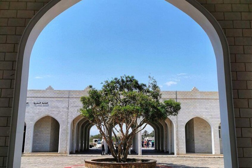 Frankincense Tree (Museum) 