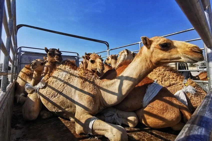 Camel market 